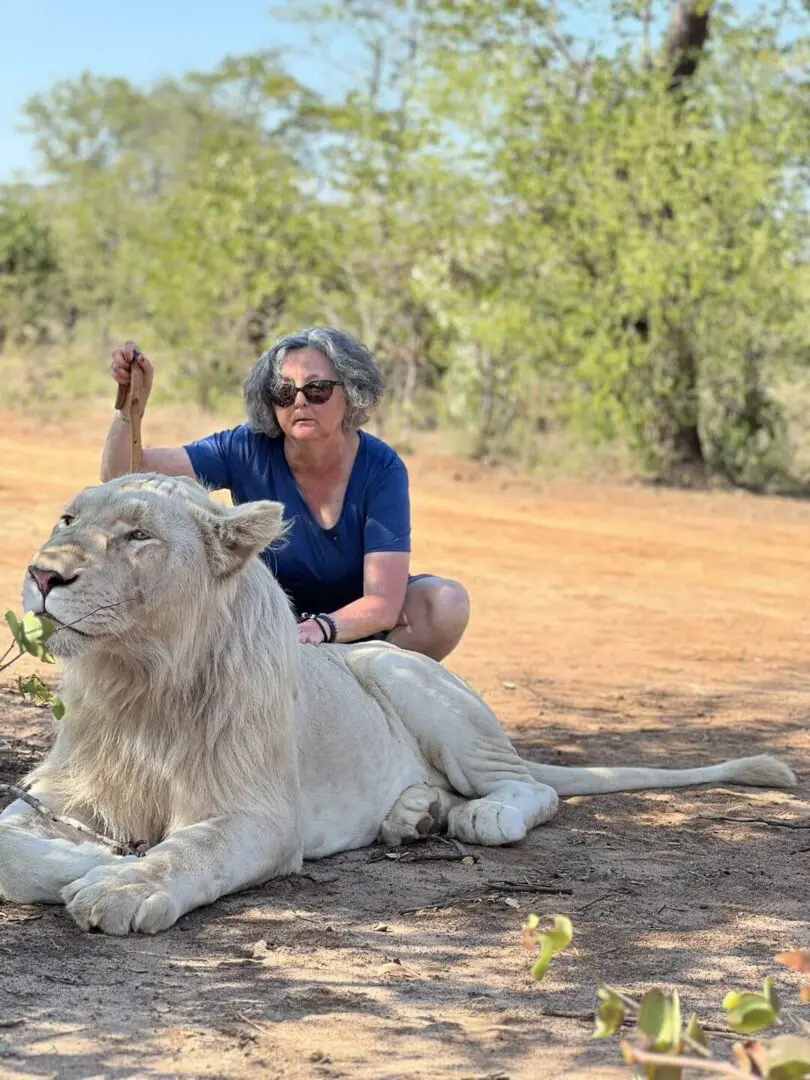 Person petting a large white lion resting on the ground outdoors.